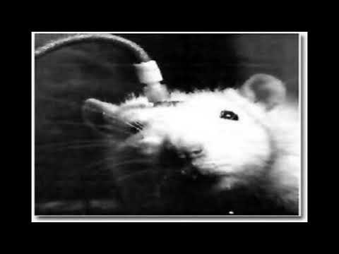 Bioterio -  Ignicion, Cautela &  Grone Aukan