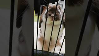電動歯ブラシの振動に驚いて飛び跳ねるウサギ / 家電と動物たち のサムネイル