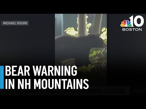 Campers, beware of bears begging for food in N.H.'s White Mountains