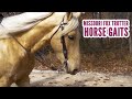 Missouri Fox Trotter Horse Gaits