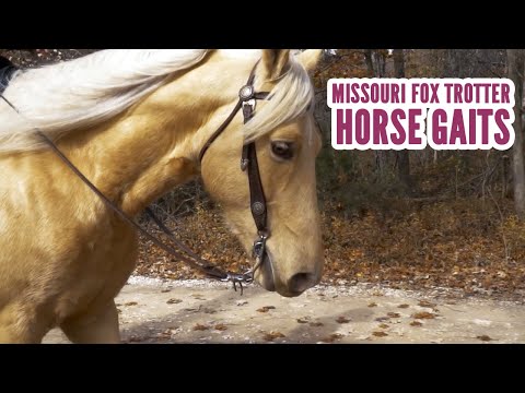 Missouri Fox Trotter Horse Gaits