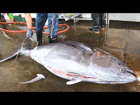 230 kg Giant Bluefin Tuna Cutting Using Taiwanese Tuna Knife