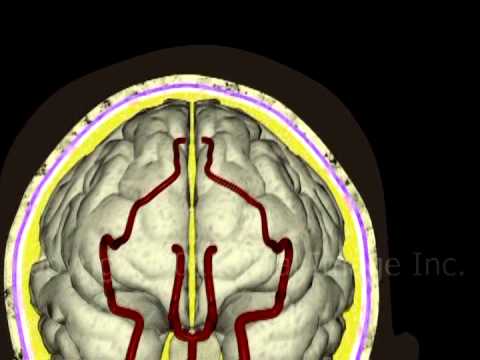 Anatomy of the brain and meninges video - Animation by Cal Shipley, M,D,