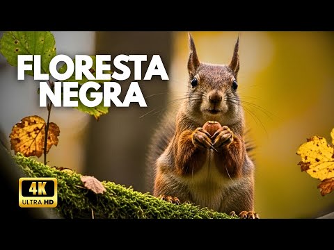 FLORESTA NEGRA | O Refúgio Selvagem da Europa - Documentário