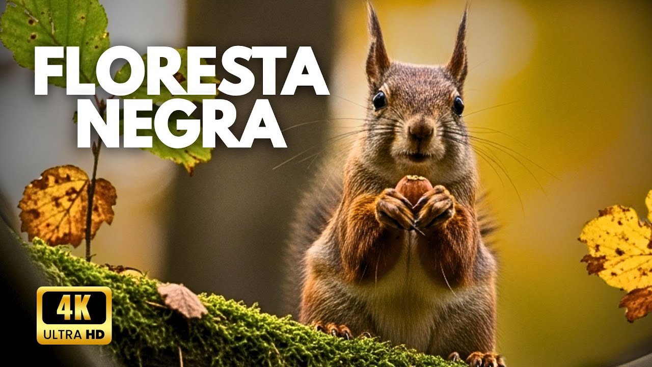 FLORESTA NEGRA | O Refúgio Selvagem da Europa - Documentário