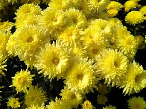 पुष्प की अभिलाषा