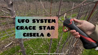 PRUNING TIME.UFO CHERRY SYSTEM.GRACE STAR VARIETY.