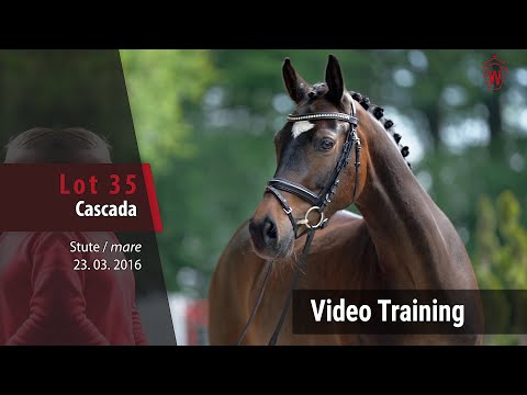 35 Cascada v. FS Champion de Luxe - Dornik B_Trainingsvideo