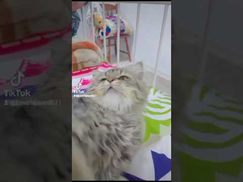 Playing with cats is dear to me… is love#music #entertainment #viral #youtubeshorts