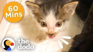 60 Minutes Of Your Favorite, Craziest Cats | The Dodo by The Dodo