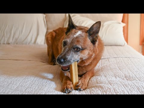 How to Microwave a Yak Chew: Yak Chew to Cheese Puff