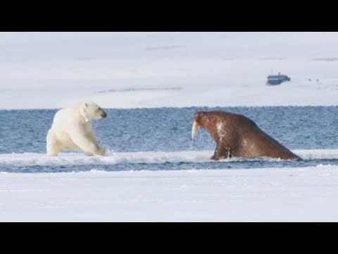 The walrus is a horrible armored titan on the outside, but sweet and kind on the inside