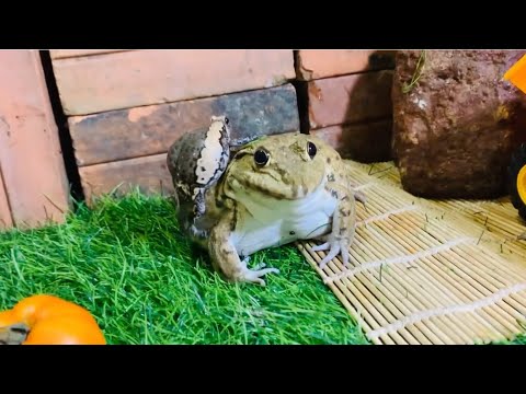 Amazing mom protect baby/ funny frogs funny animals