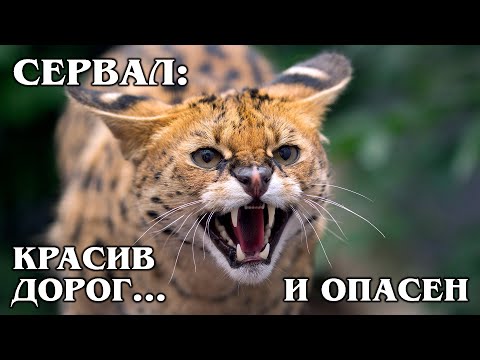 SERVAL: The most expensive wild cat can become a domestic | Facts about wild cats and animals