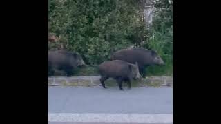 ROMA, ECCO LE PISTE CINGHIALABILI