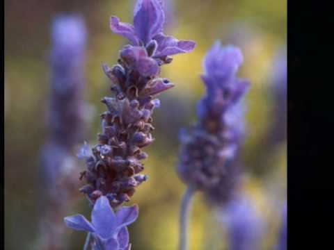 " Ladies in Lavender " - Joshua Bell