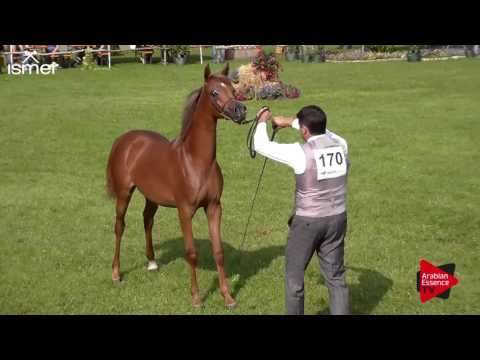 N.170 DA ARIYANA - Ströhen 2017 Int B-Show - Yearling Fillies (Class C1)