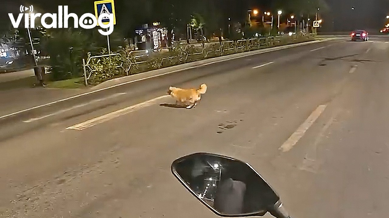 Stopping to Let a Dog Cross the Road || ViralHog