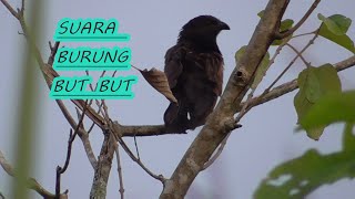 Download lagu suara burung but but mp3