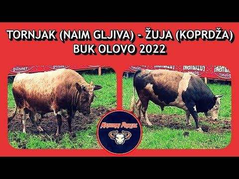 TORNJAK (NAIM GLJIVA) - ŽUJA (KOPRDŽA) BUK OLOVO KORIDA