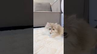 부가티 챌린지 #부가티챌린지 #bugatti