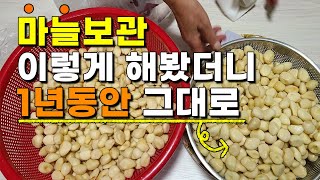 마늘 이렇게 보관하면 1년내내 그대로 보관할 수 있습니다. 깐마늘 육쪽마늘 대서마늘