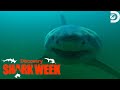 Fatal Great White Shark Attack at Cape Cod! | Shark Week | Discovery