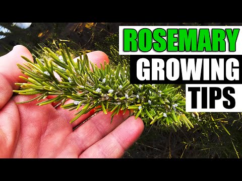 How To Grow Rosemary From Cuttings Two Ways BOTH Easy
