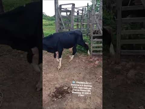 11 Bezerros e 6 Bezerras: 1.200 reais cada em José da Penha/ RN. Whatsapp 84 99810 2784*#gado #boi