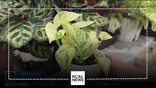 "Plant Chica" hopes to uplift Leimert Park with greenery