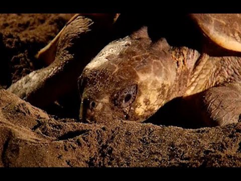 Save 60,000 Sea Turtles in El Salvador
