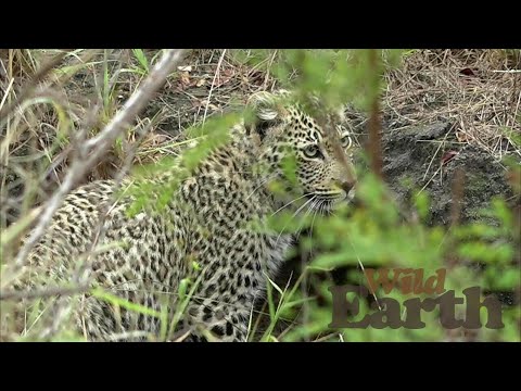 Leopard Cub Stalks Elephant