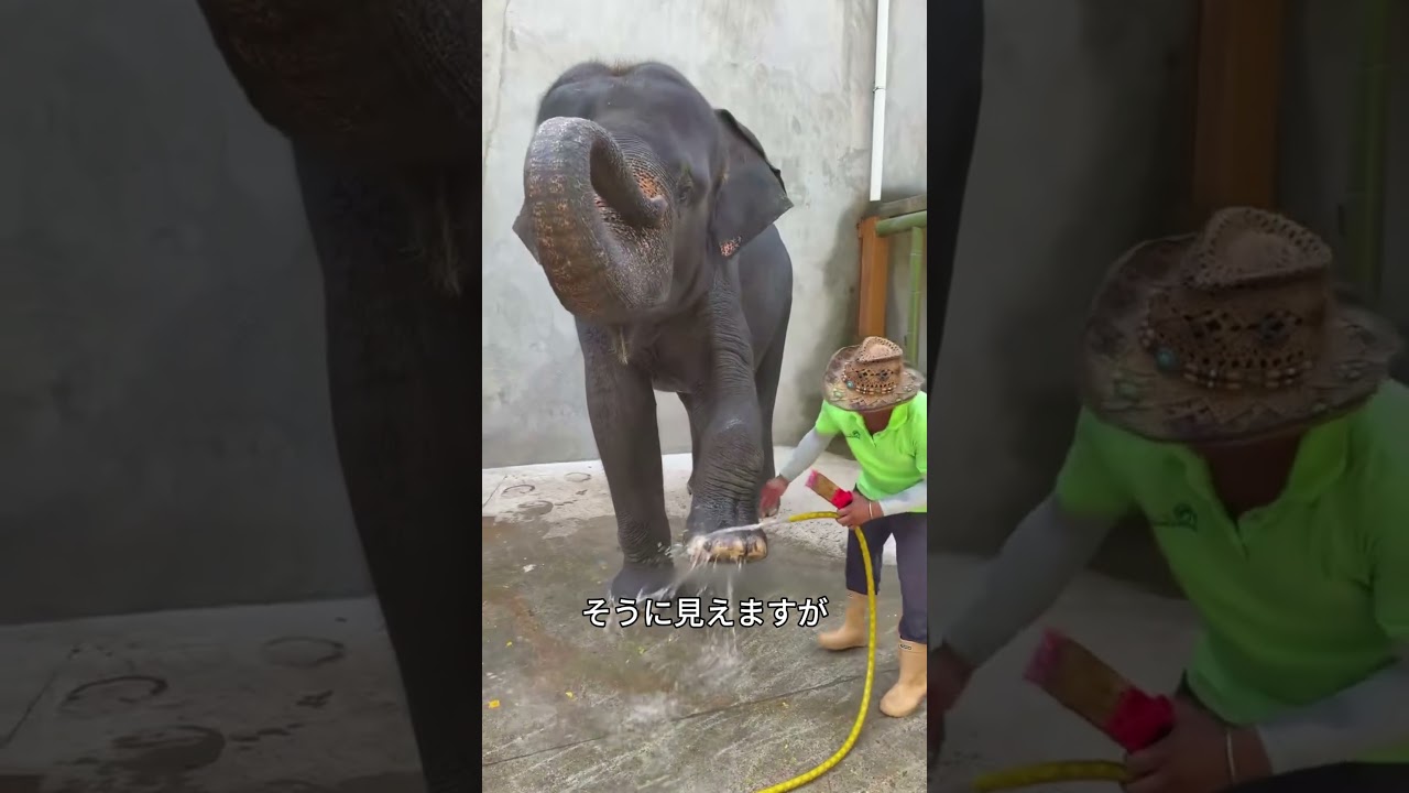 象はなぜ毎日足を洗うのかな？ #プチ知識 #雑学 #一分でわかる