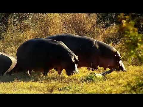 Djuma: Hippos grazing - 08:35 - 07/04/21