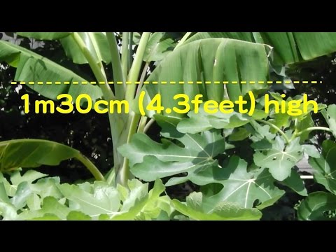 園芸 バナナの低木