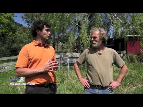 How to stop your dog from hunting & running away