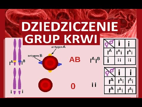 Inheritance of blood groups