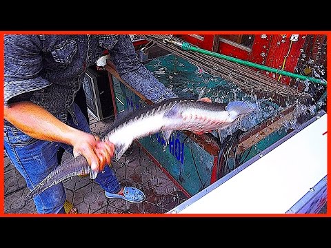 O 1,6 milhão de peixe STURGEON vivo para panela quente e churrasco | Restaurante vietnamita de comida de rua