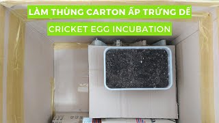 Cách Làm Thùng Carton Ấp Trứng Dế Mèn - How To Incubate Cricket Eggs