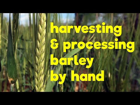 Harvesting & processing Barley by hand