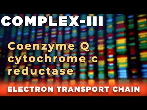 Coenzyme Q  cytochrome c reductase |  Complex III