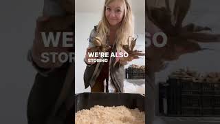 Dahlia tuber storage experiments!