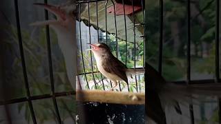 Download lagu Ciblek sawah betina birahi memanggil jantan #shortsvideo #birds #gacor mp3 Download lagu Ciblek sawah betina birahi memanggil jantan #shortsvideo #birds #gacor mp3
