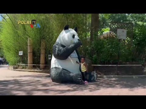 VOA - KEGEMBIRAAN SAMBUT KEMBALINYA PANDA KE IBUKOTA AS