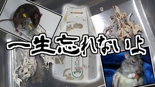 ２匹のラットを火葬しました。(ゆっくり実況音声あり)