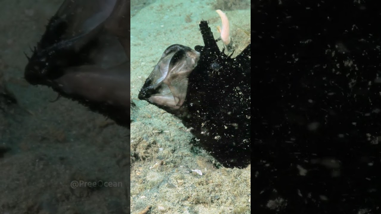 Black frogfish biology and ambush feeding mechanics
