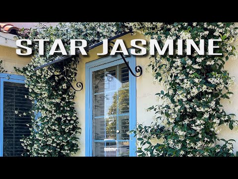 Star Jasmine |  Design ideas for a classic timeless landscape.