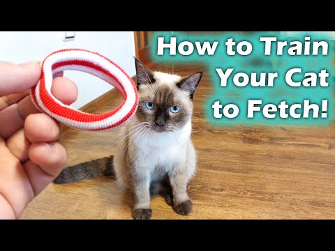 How to Teach your Cat to Catch, Cat Fetch (Cat Training)