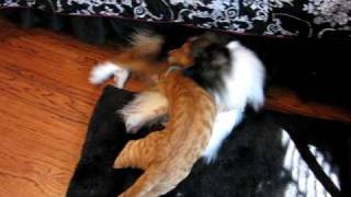 dog and cat playfighting