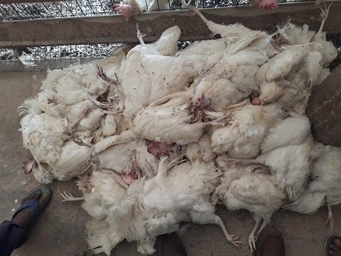खुद के डॉक्टर बने मुर्गी फार्मर बर्बादी से बचने को ध्यान से पूरी देखें ये वीडियो  !Poultry India TV Video
